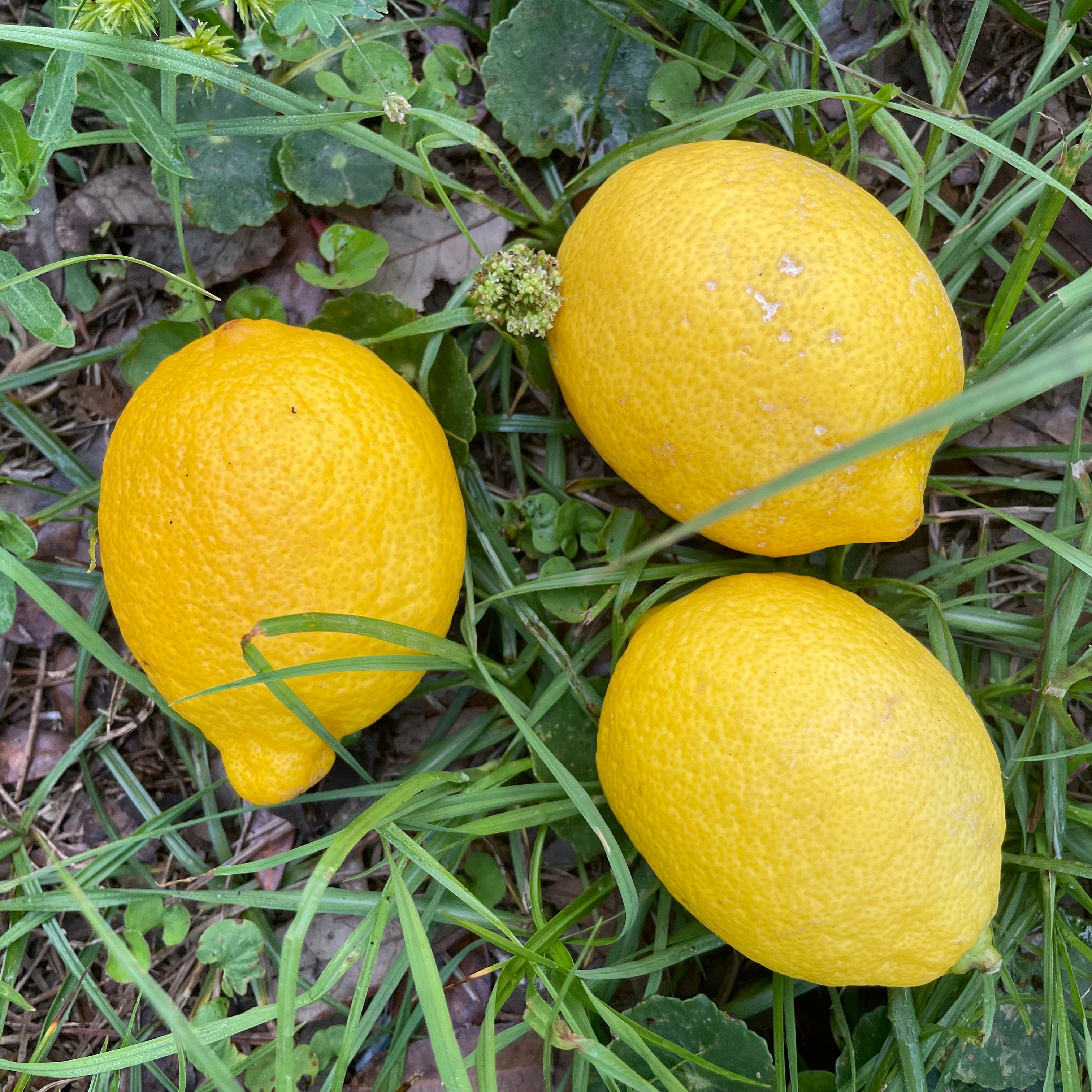 Lemons – Rainbow Packaging Corporation