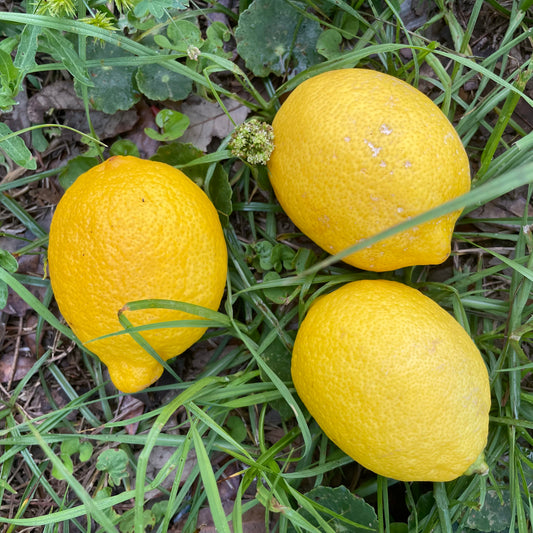 Lemons