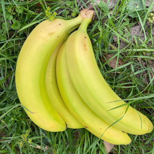 Bananas