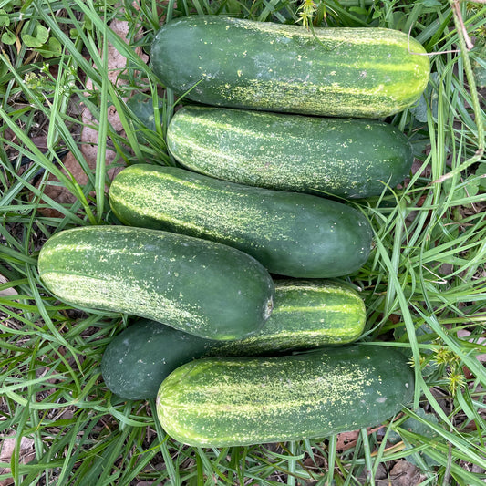 Cucumbers