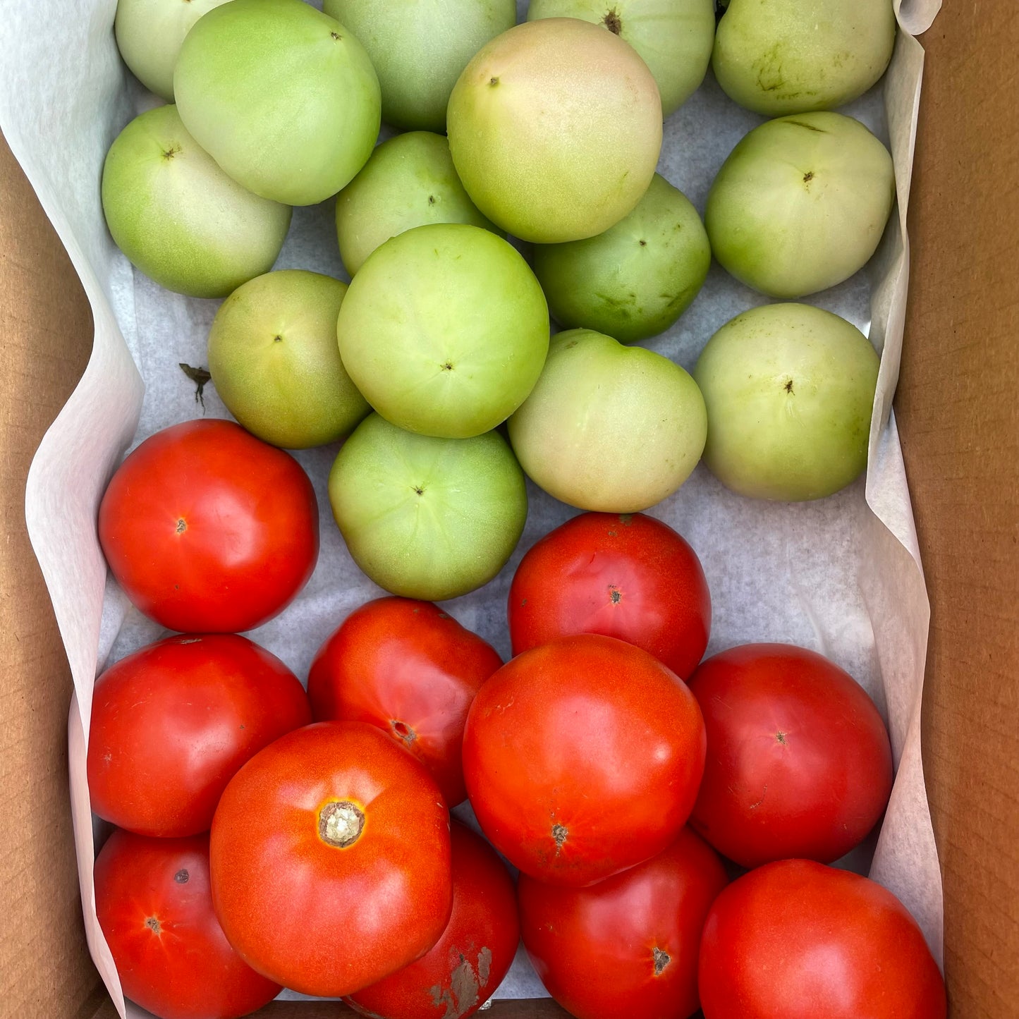 Tomato Box