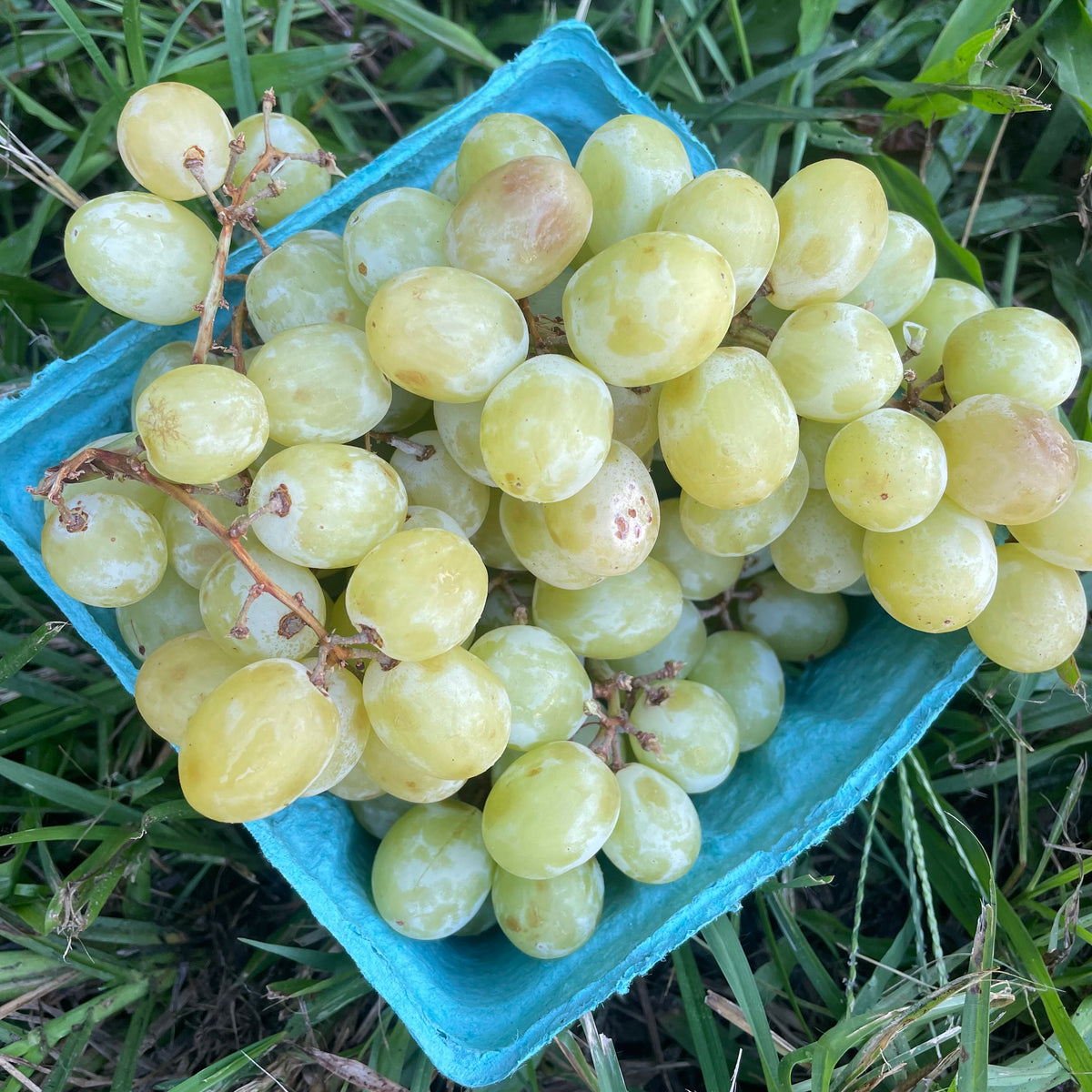 Grapes