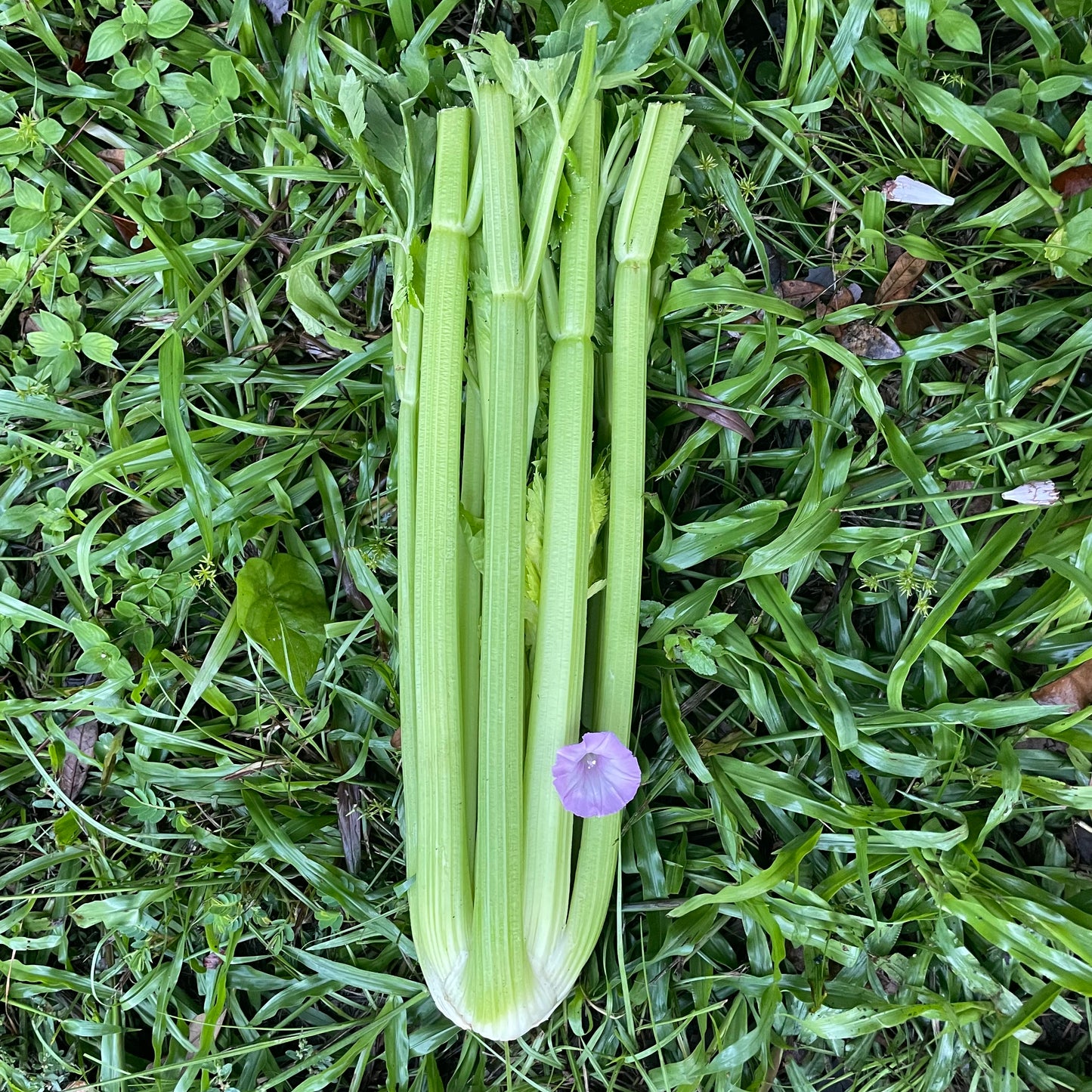 Celery