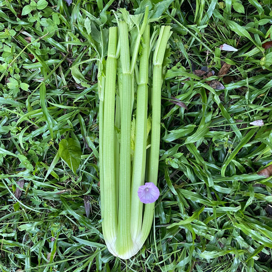 Celery