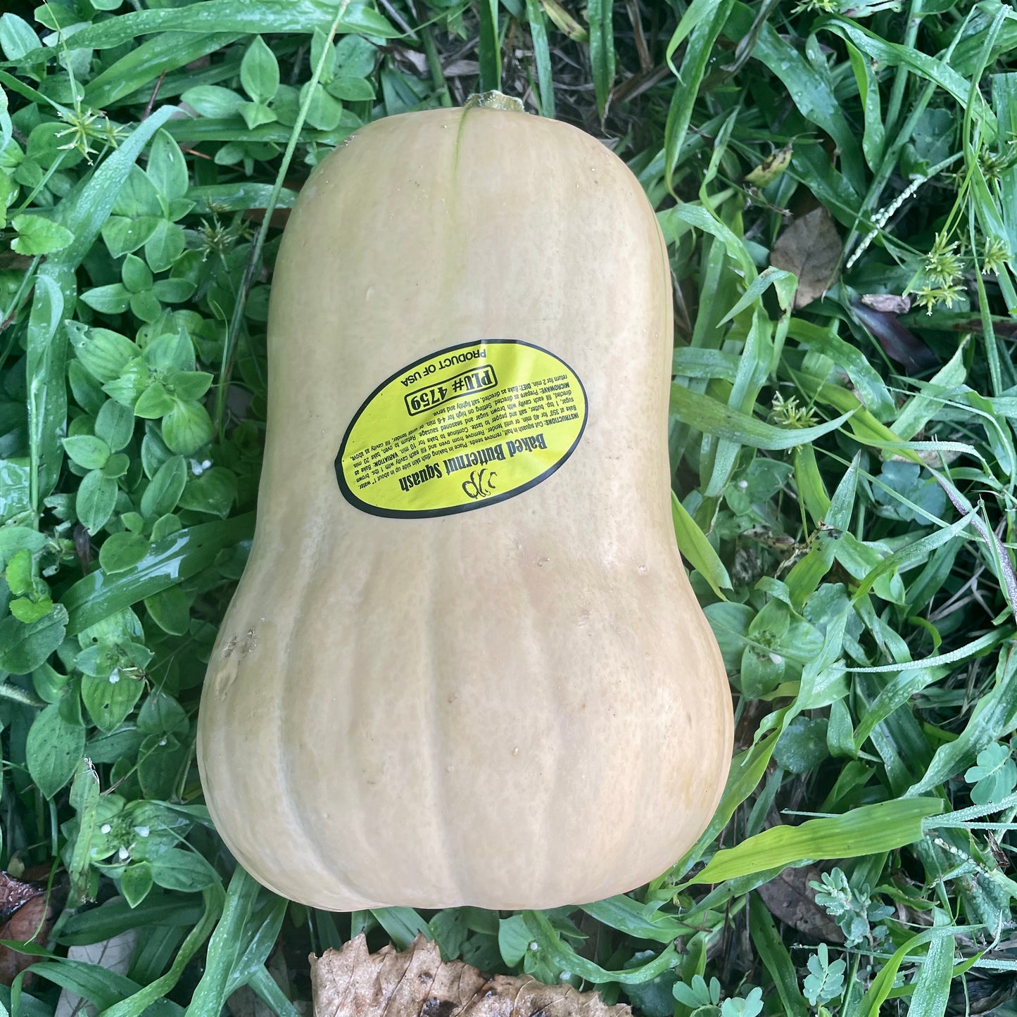 Squash