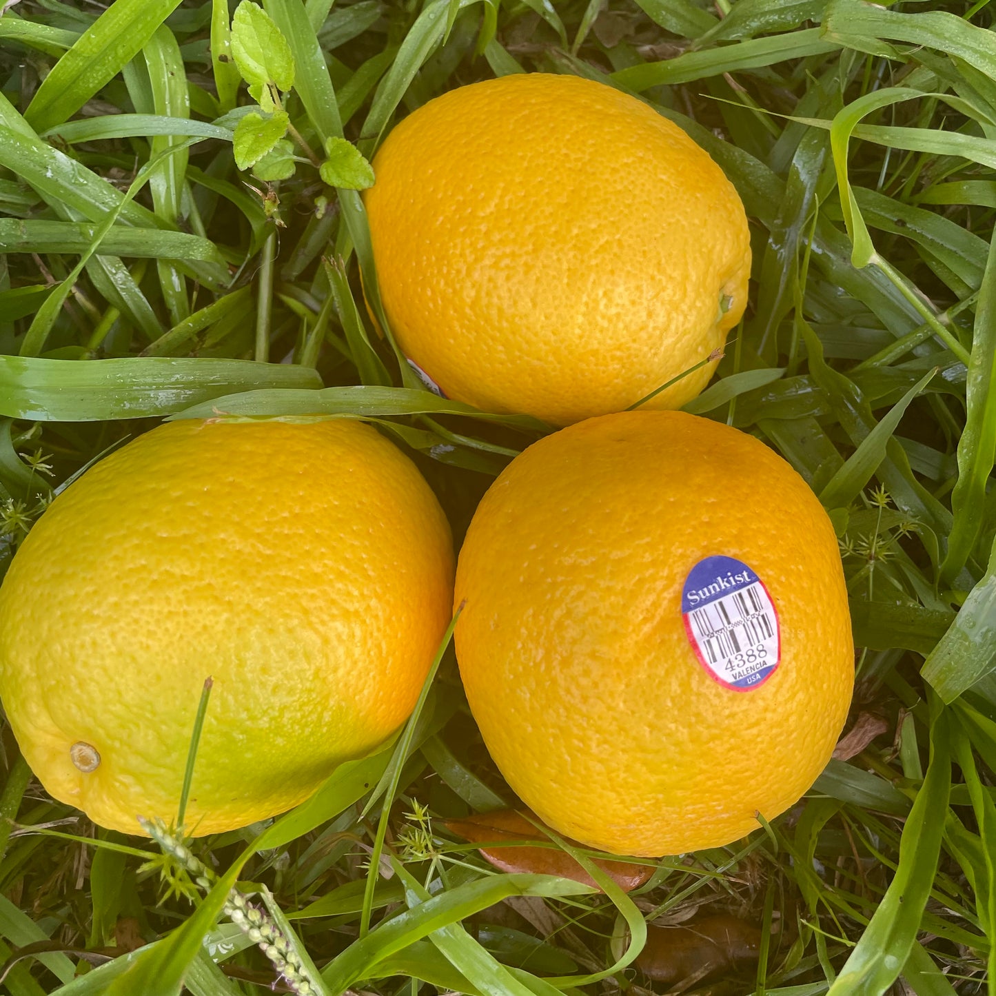 Oranges