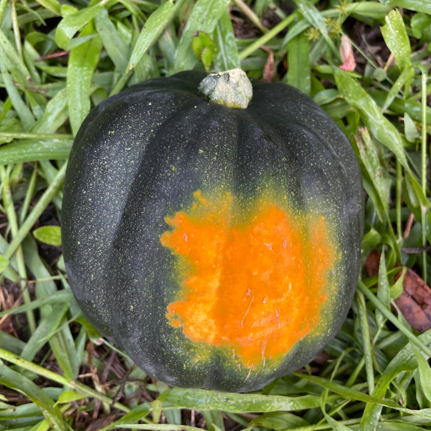 Squash