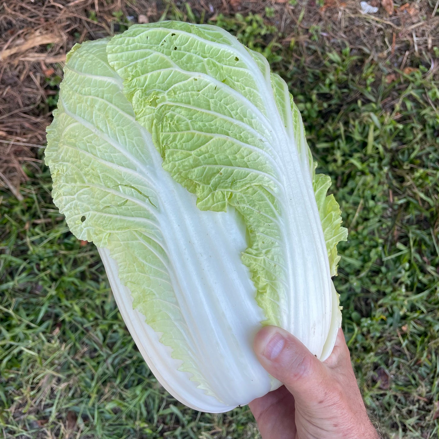 Cabbage