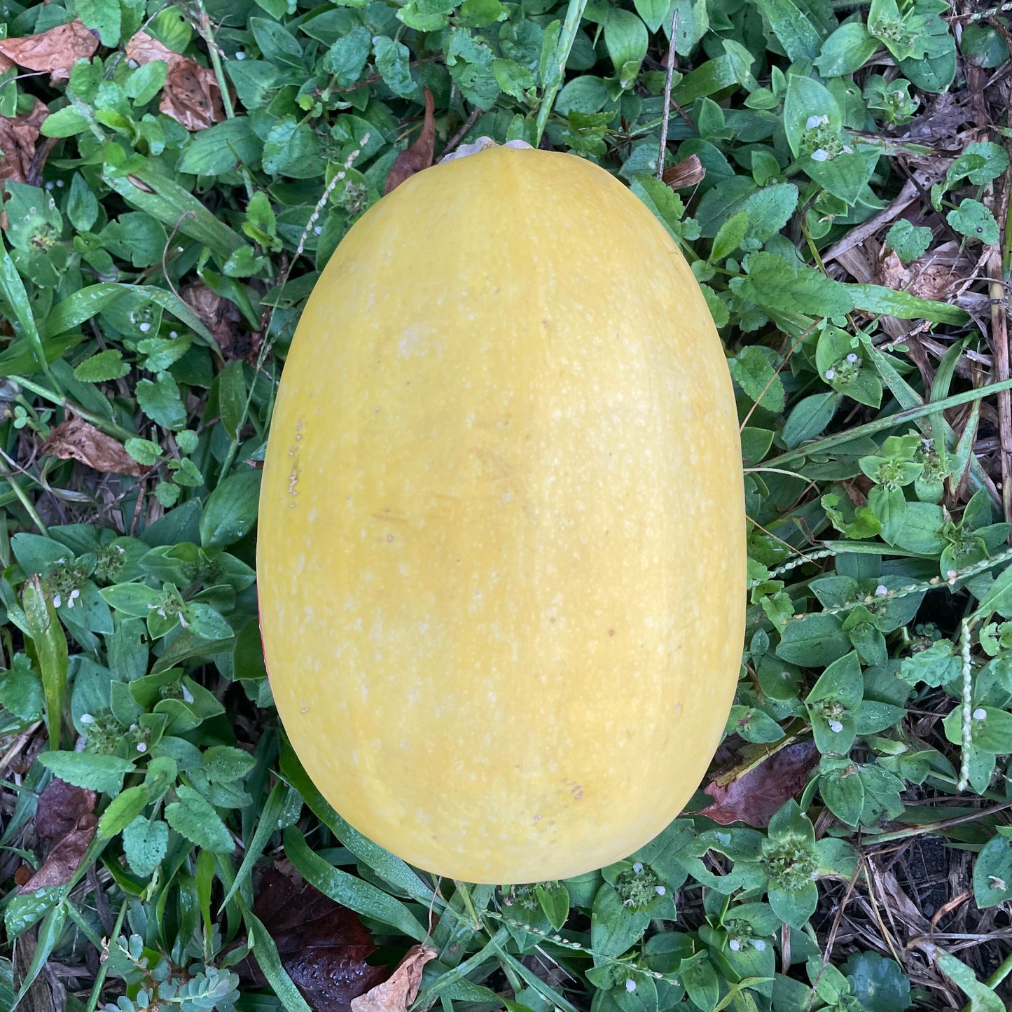Squash