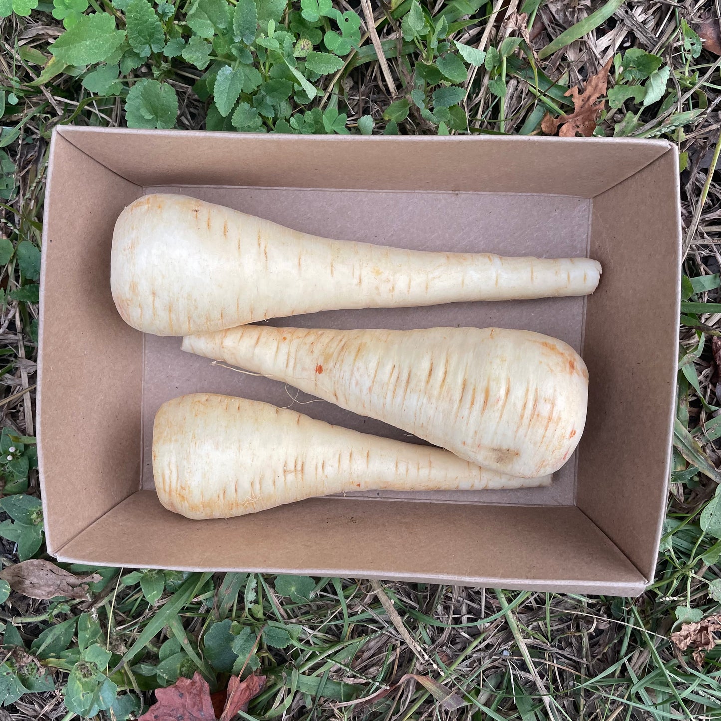 Parsnips