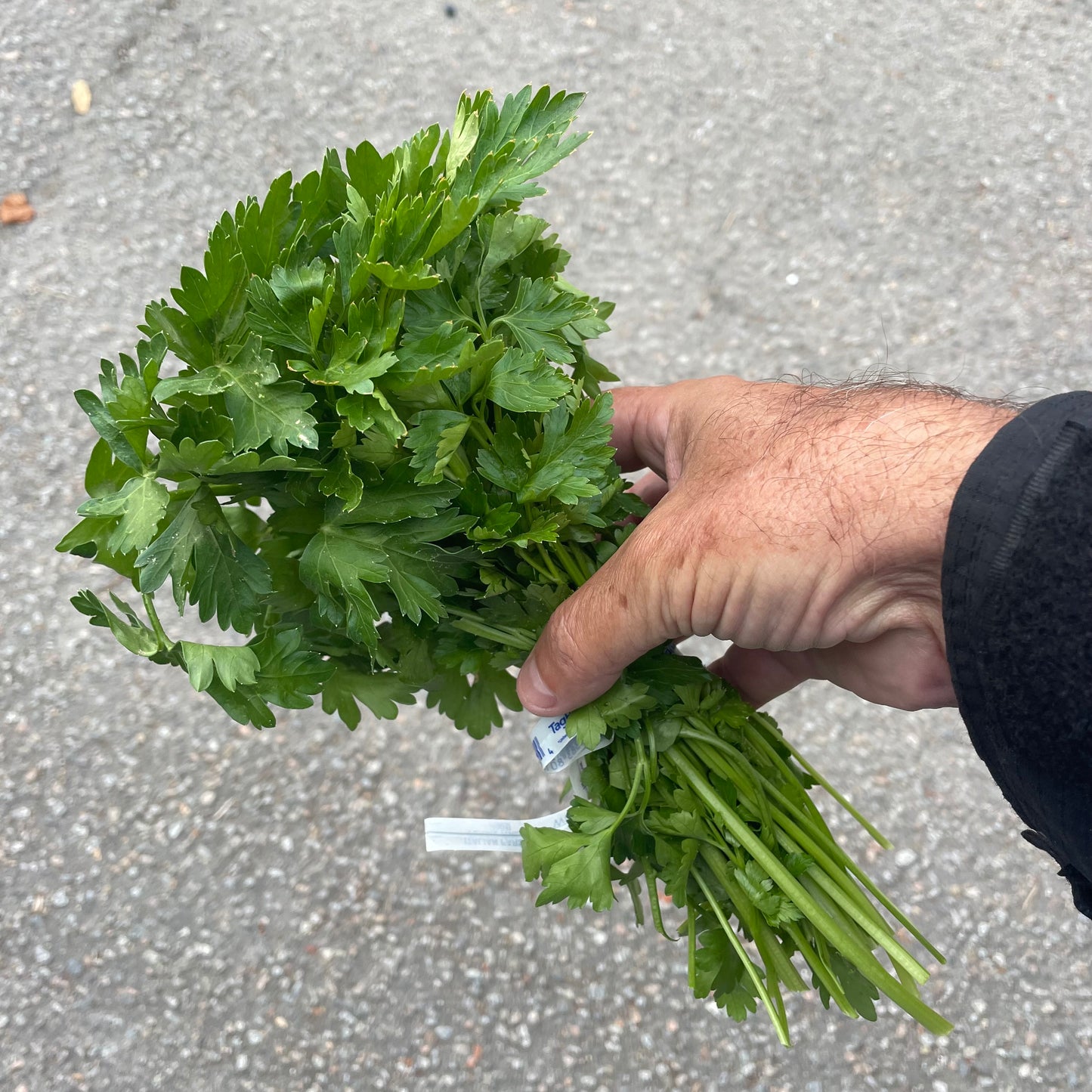 Parsley - Italian