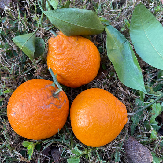 Mandarin Oranges