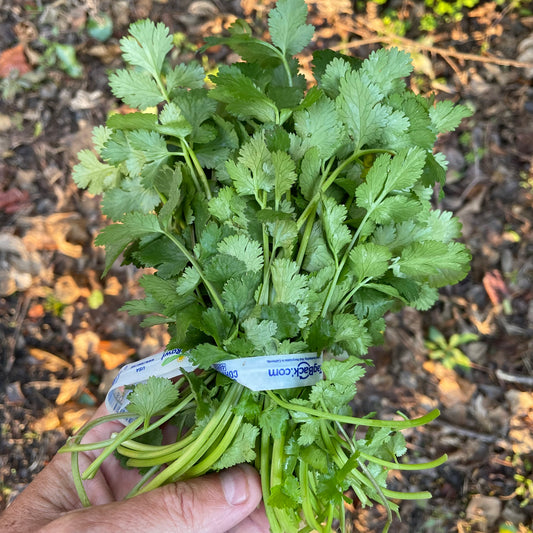 Cilantro