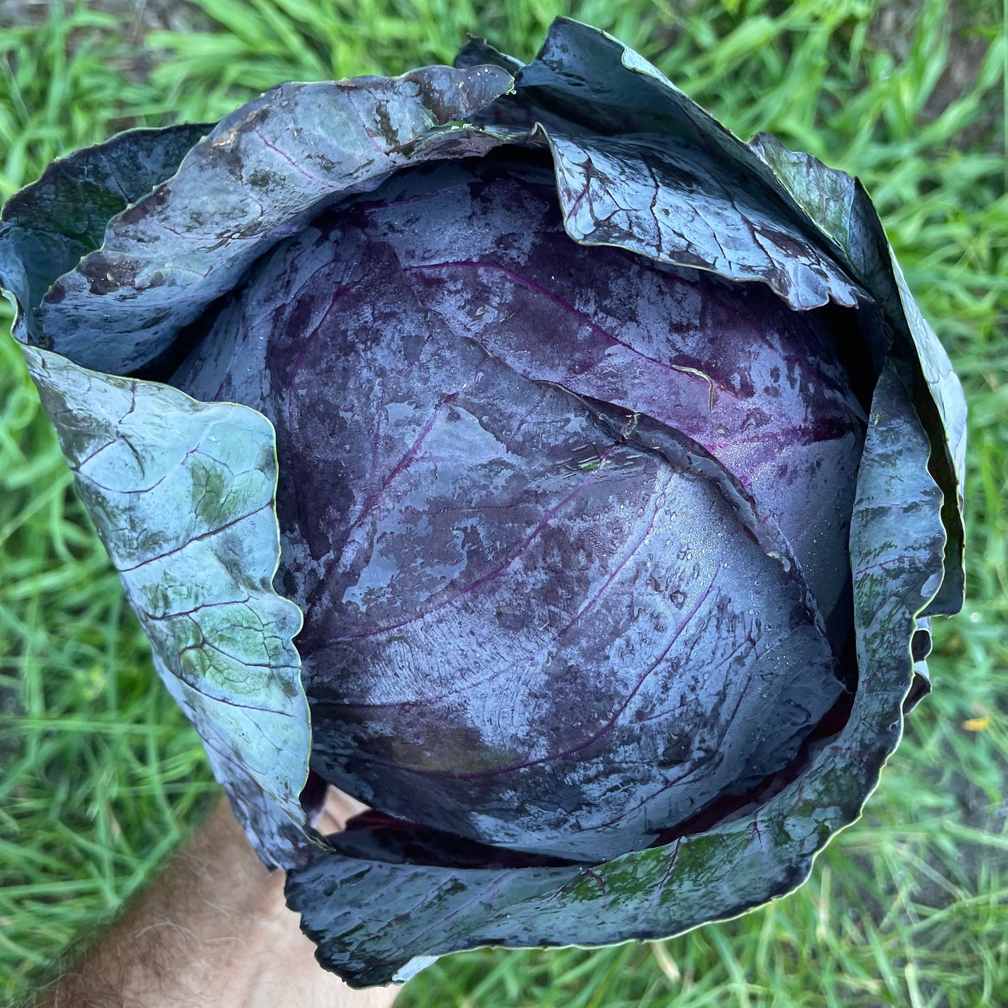 Cabbage