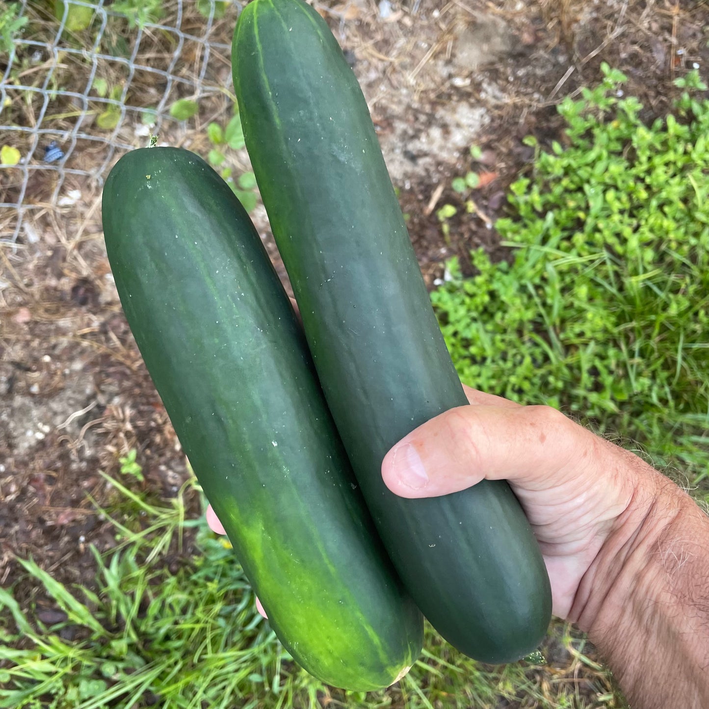 Cucumbers