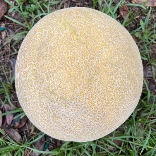 Cantaloupe