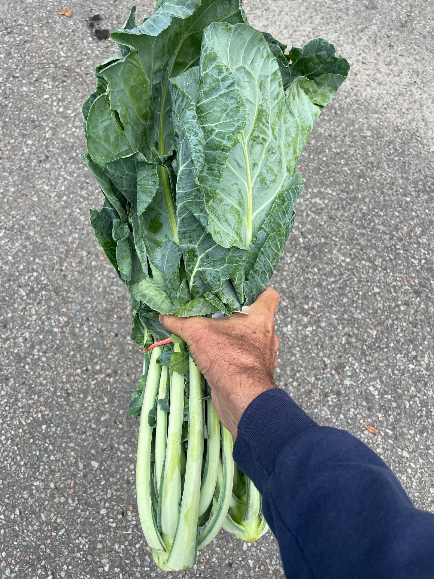 Greens