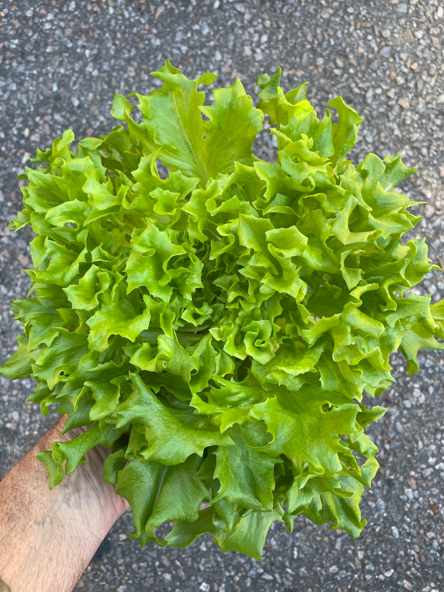Lettuce