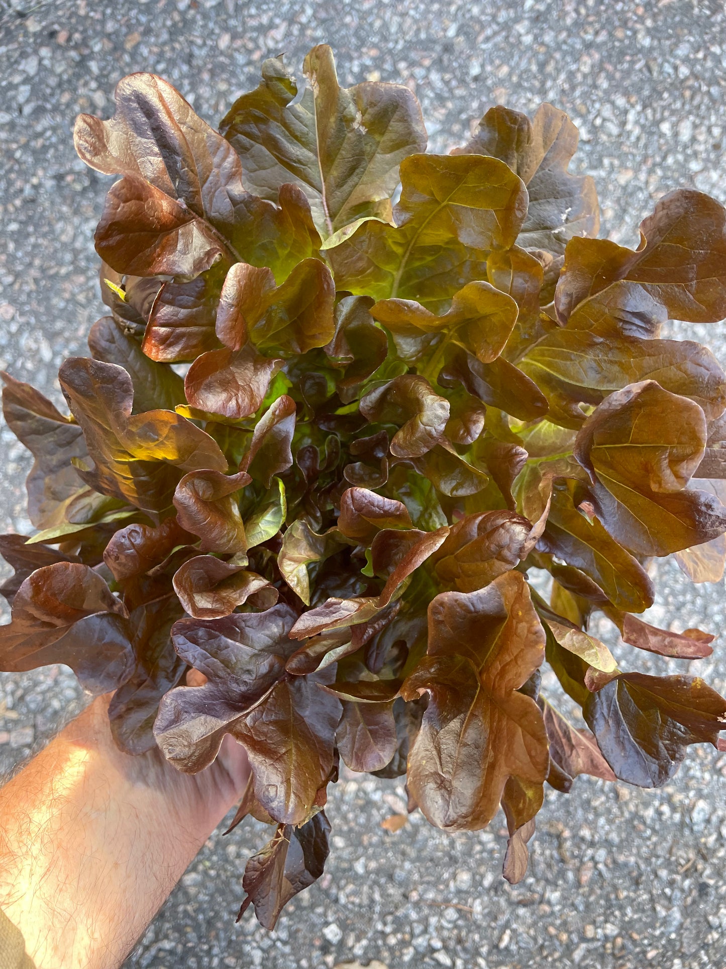 Lettuce