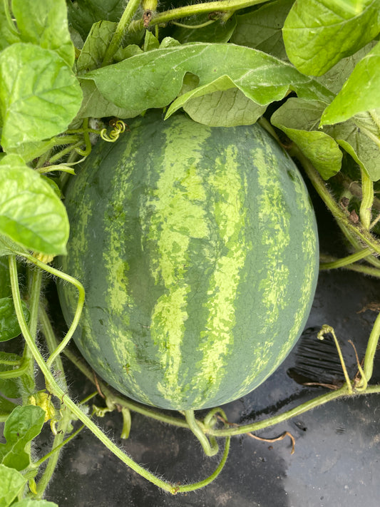 Watermelon