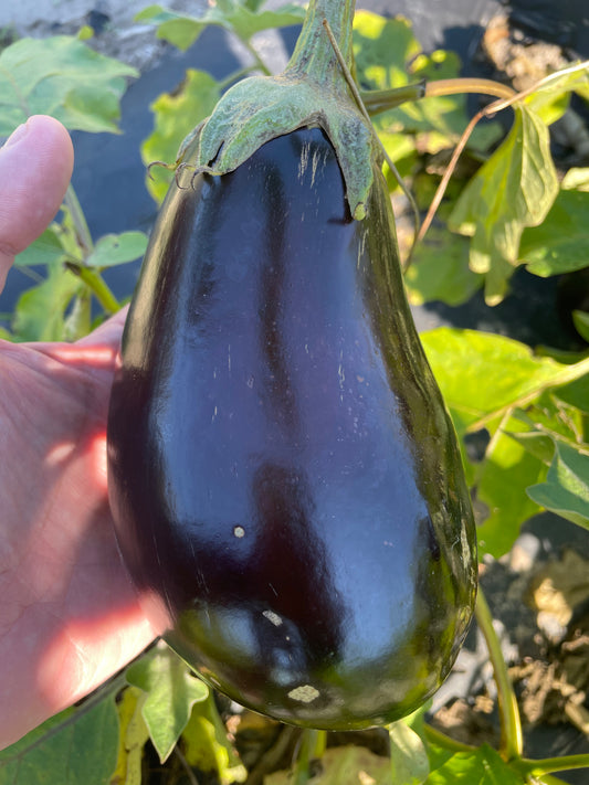 Eggplant