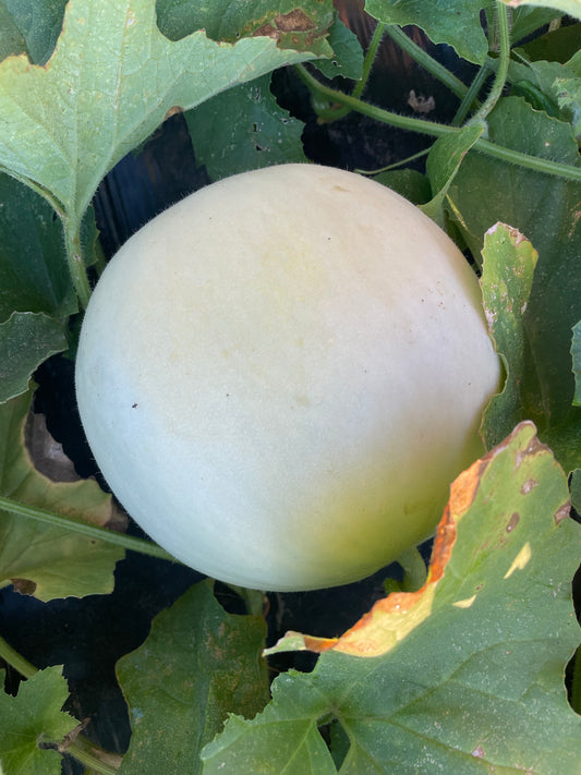 Honeydew Melon